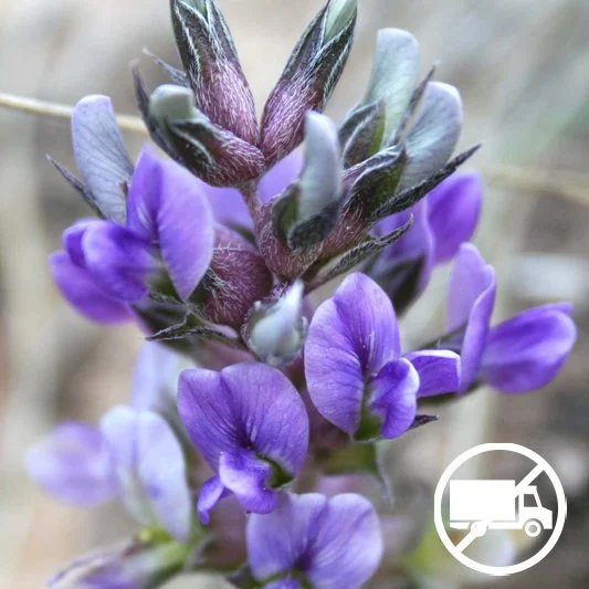 Prairie Turnip (Pediomelum esculentum) plugs — Blazing Star Gardens